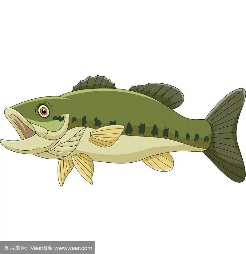 卡通鲈鱼孤立在白色背景