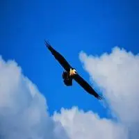 老鹰头像大全大图 飞翔老鹰图像_微信头像图片大全