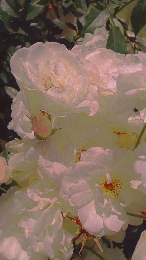 神仙背景壁纸ins杂图锁屏花朵