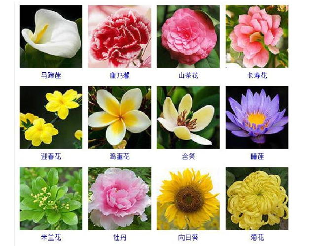 三年级上册科学课件我看到了什么教科版共30张ppt