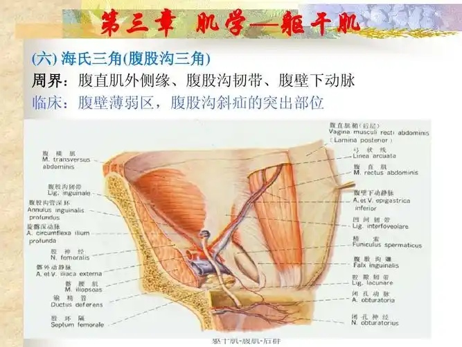 躯干肌 (六) 海氏三角(腹股沟三角) 周界:腹直肌外侧缘,腹股沟韧带