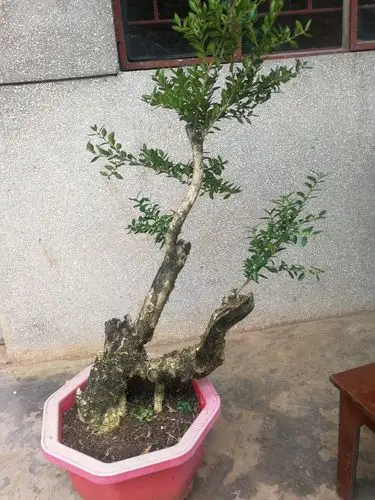 供应大厅  苗木花草  黄杨 商品属性 品种名:小叶黄杨 商品详情 小叶