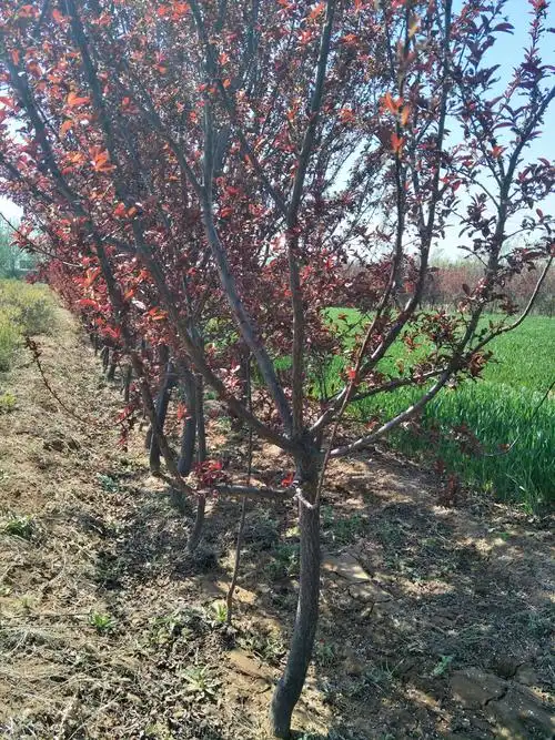 山桃丛生矮樱美人梅西府海棠