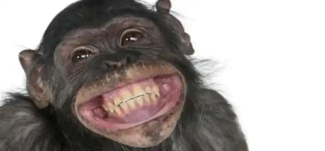 一张图片笑死10亿人,一张图片笑死10亿人沙雕- 女端生活