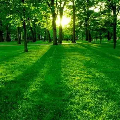 微信最吉利的好看头像风景绿植