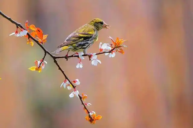有成语形容自然界的美好,叫作莺歌燕舞,鸟语花香.