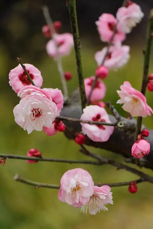 宫粉梅的养殖方法,宫粉梅的花语是什么