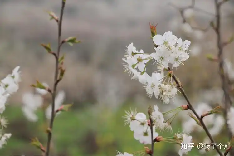 2021年春天你又抓拍到了哪些美景