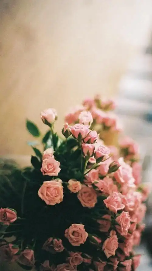 小清新,清新花卉,唯美鲜花,小清新,文艺,花事,手机壁纸唯美鲜花