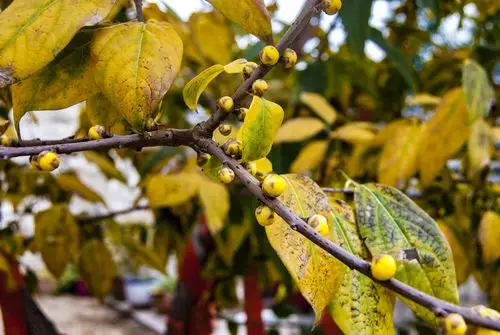 大雪节气不见雪,这里的腊梅已经绽放