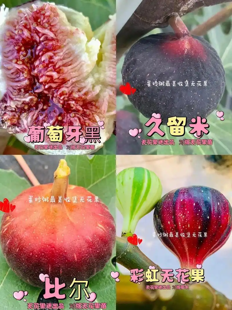 庭院阳台楼顶花园无花果优秀品种推荐