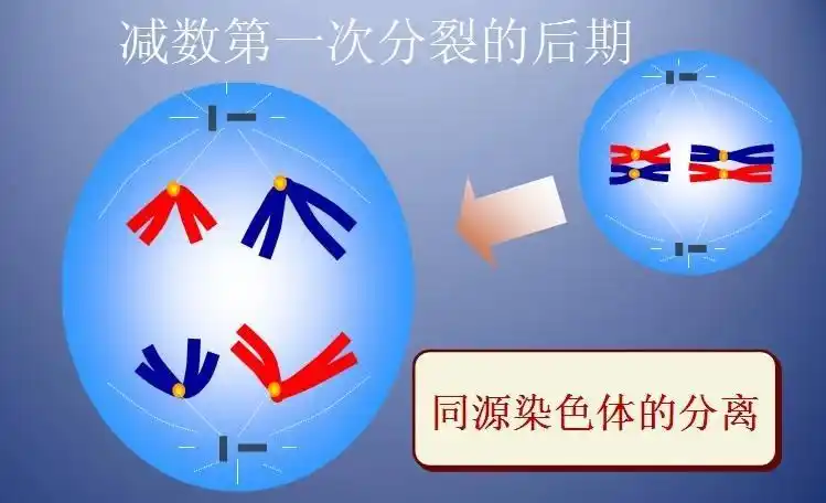 同源染色体的告白