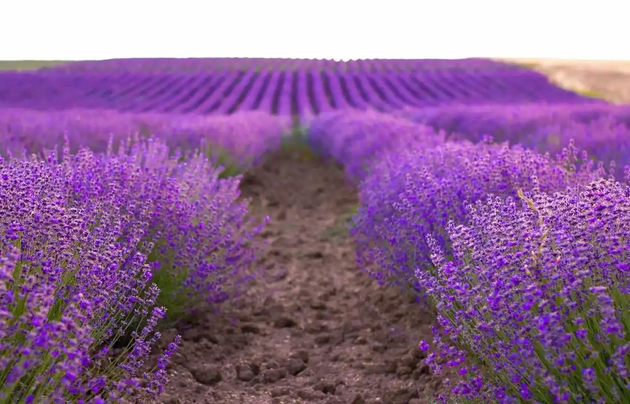 薰衣草,象征着宁静和平和的爱,是幸福与浪漫的象征.它的花语可以传达