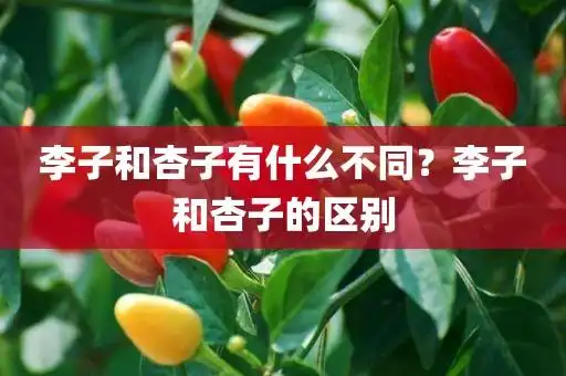 李子和杏子有什么不同?李子和杏子的区别