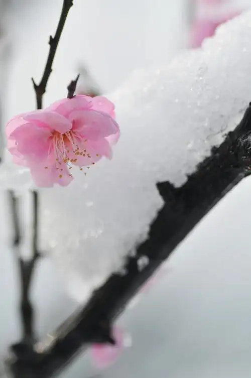 白雪红梅