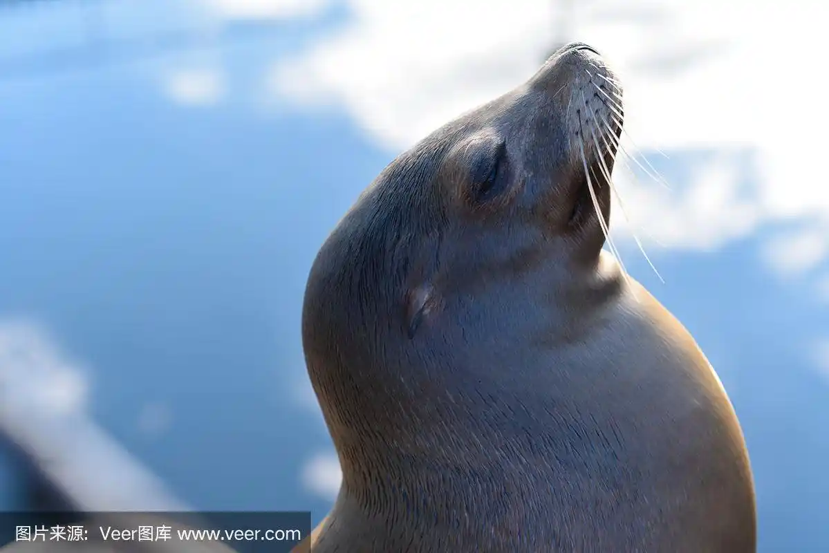 在水域附近有胡须的成年海狗.