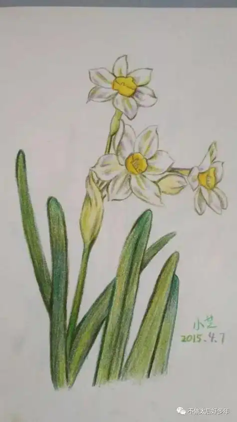 水仙花简笔画水仙花简笔画带颜色