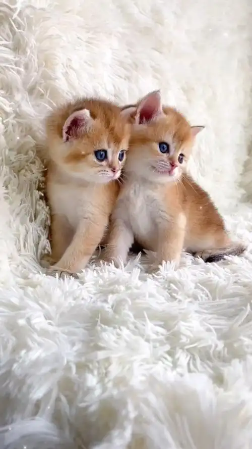 两只小可爱,萌宠!猫咪