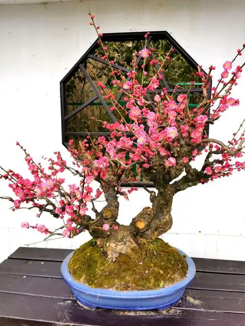 梅花盆景 - 李杰群 - 图虫