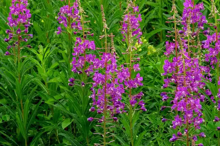 黑土地拍摄点滴《野山花》