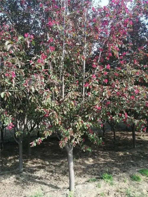 北美海棠苗 绍兴7公分海棠