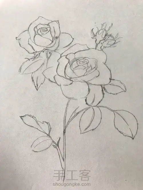 月季花铅笔简笔画