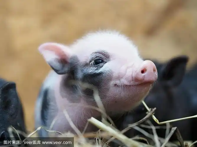 一只非常可爱的新生小猪在微笑