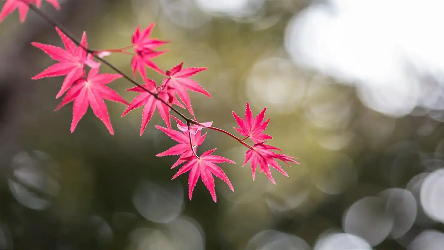 秋季唯美枫叶图片桌面壁纸