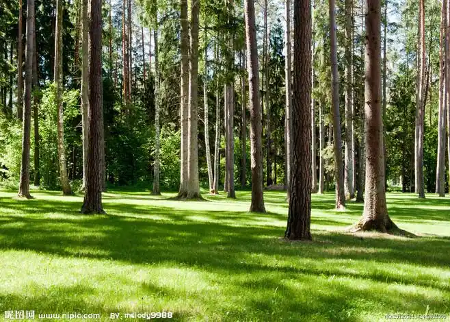 树林美景