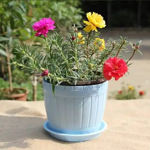 太阳花种植(养太阳花越需注意这6点) - 好技术常识经验网