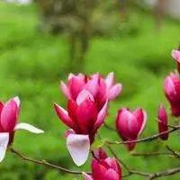 微信头像风景或花草花草树木风景也很美【点击鼠标右键下载】