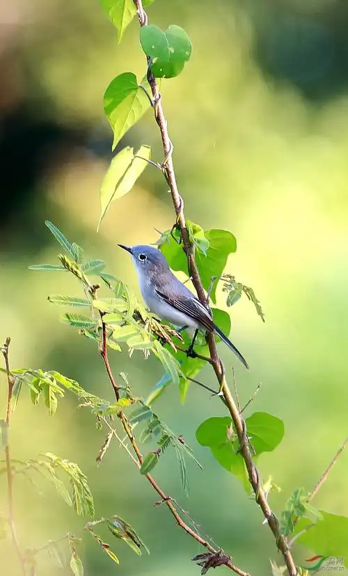 灰蓝蚋莺