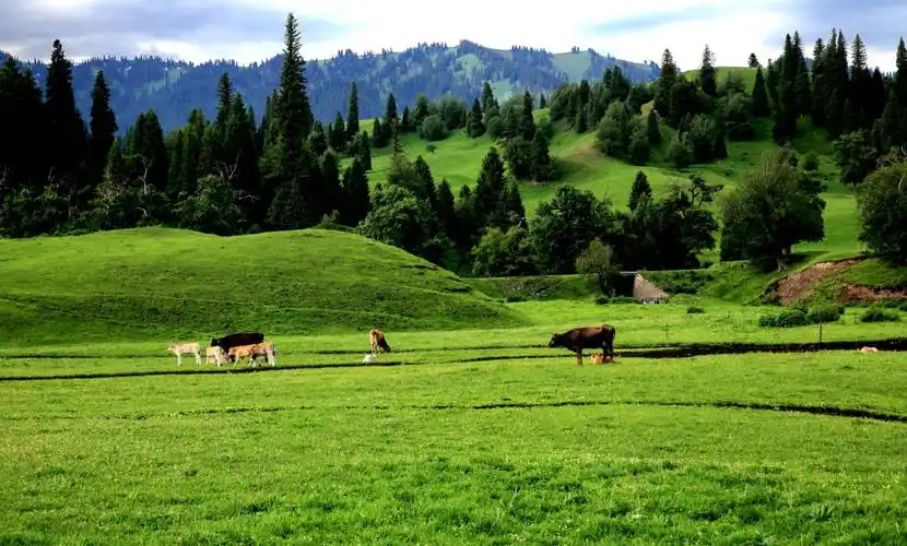典型的那拉提草原风光.