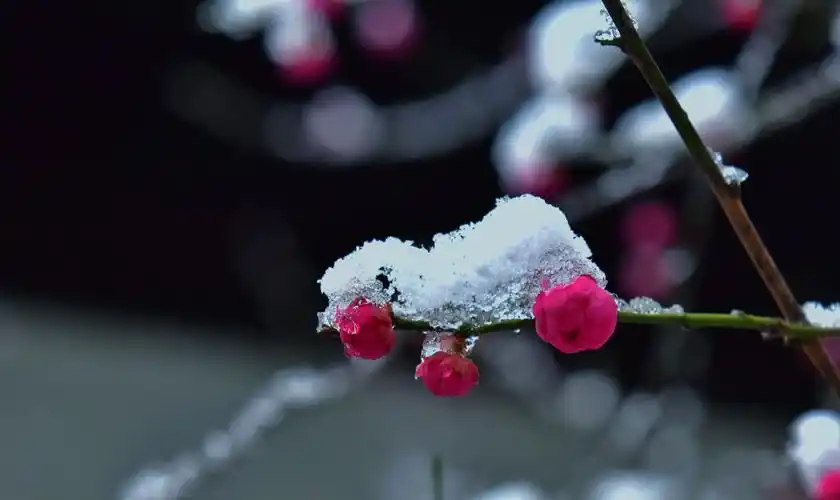 红梅傲雪