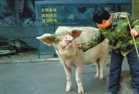 "猪坚强"十岁了 未来可能会制作成标本