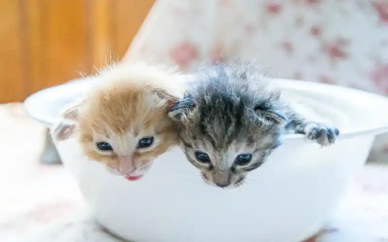 可爱小奶猫呆萌高清图片桌面壁纸