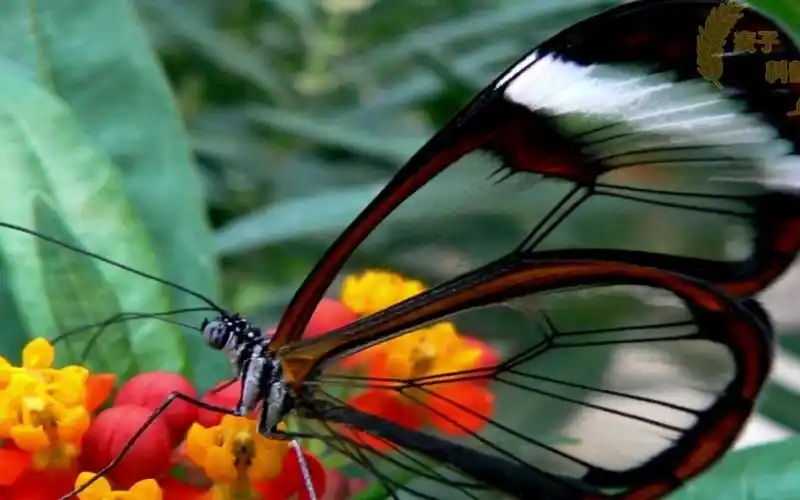 世界上最美的十种蝴蝶 ii