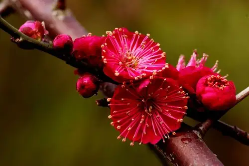 《梅花赞》---2018年梅花拍摄记录.严焕文摄影