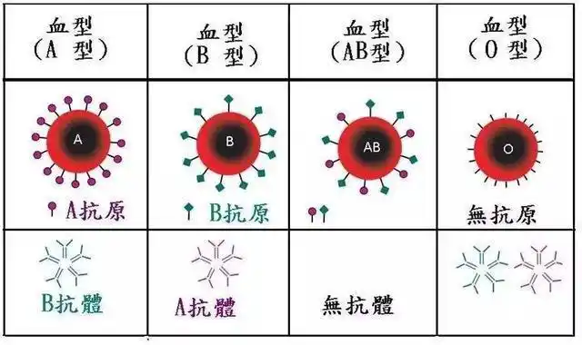 a型b型ab型o型哪种血型的人抵抗力好呢医生指出答案