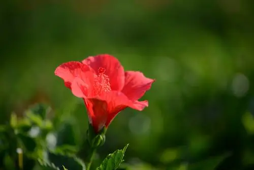 清新脱俗扶桑花