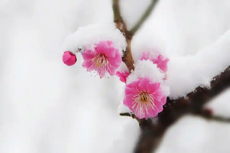 寒梅傲雪