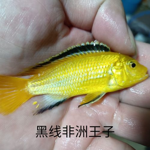 三湖慈鲷鱼雕科鱼活体非洲王子鱼小型热带观赏鱼新手鱼淡水好养鱼