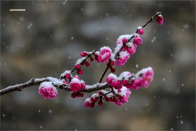 2022年第208贴北京明城墙傲雪梅花20325f