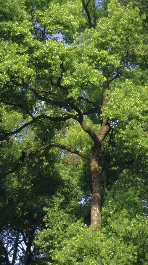 绿色系护眼壁纸