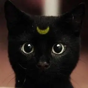 猫头像帅气冷酷霸气 霸气头像图片大全 -【爱个性】