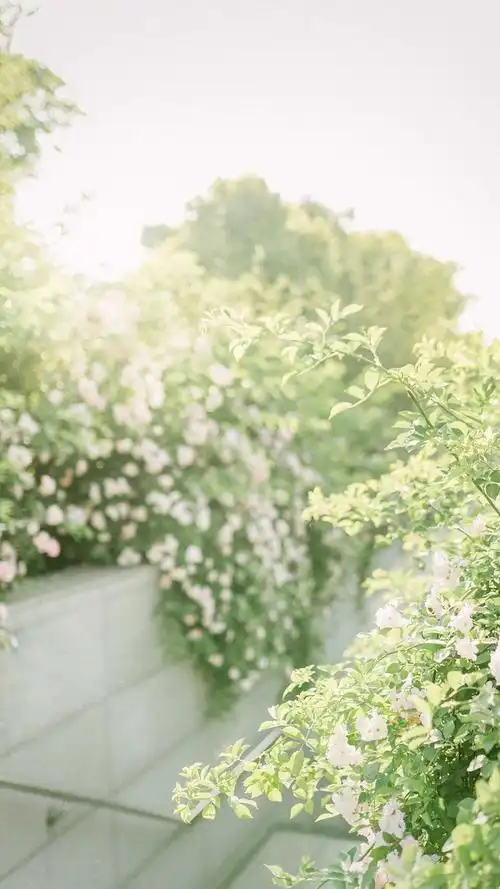 小清新绿色护眼高清手机壁纸图片