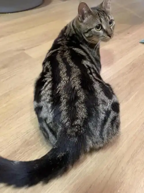 或许有人喜欢虎斑纹梨花吗