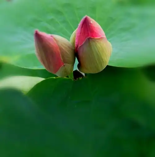 接天莲叶无穷碧, 映日荷花别样红.