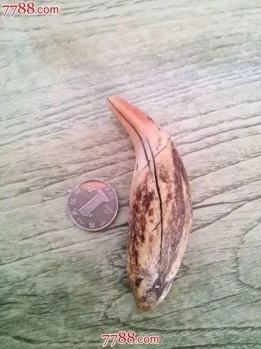 清或民国时期老熊牙一颗