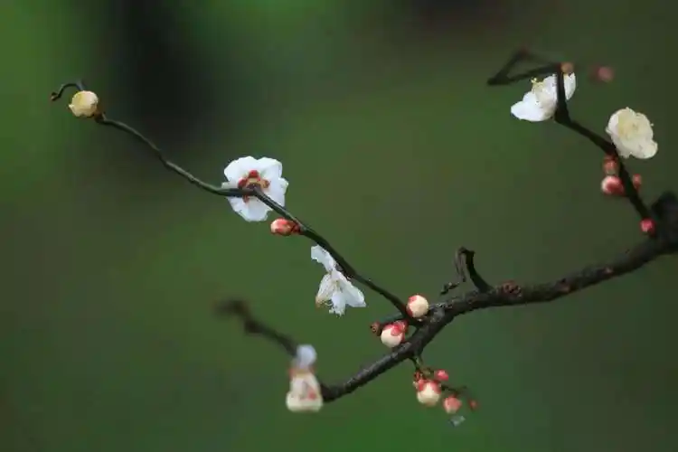 梅花的图片(梅花的图片大全大图)